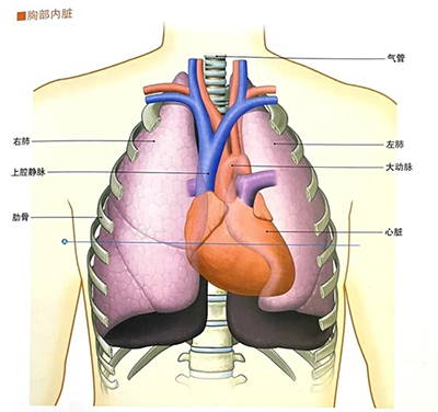 當(dāng)胸痛來襲，身體在“警報(bào)”什么？—— 一位放射科技師的科普